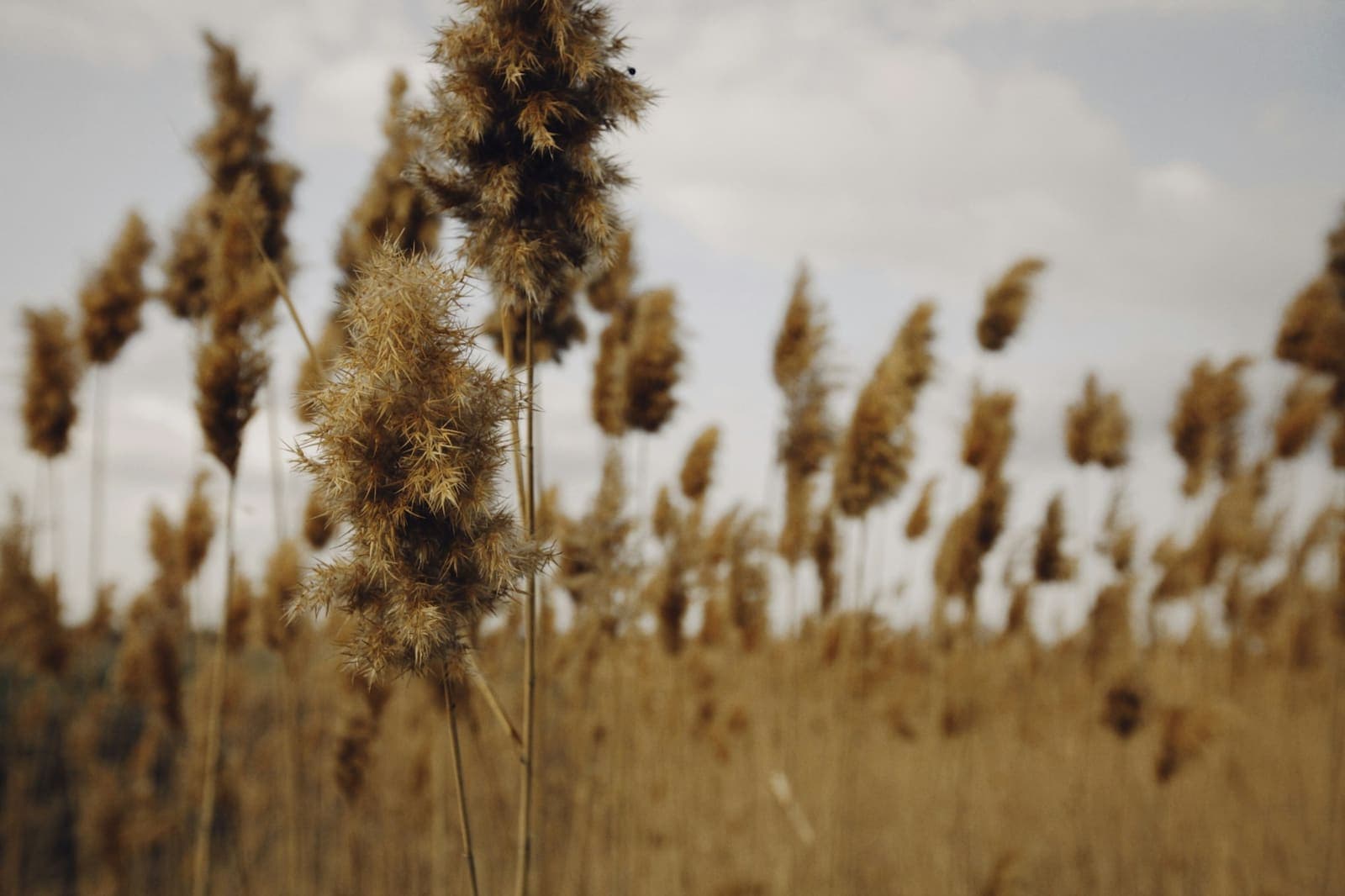 Overgrown dry grass